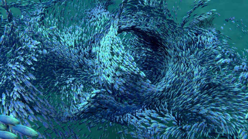 Foto of a swarming school of fish